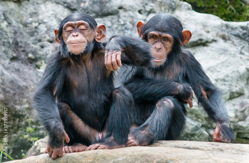 Foto Two baby Chimpanzees sitting side by side.