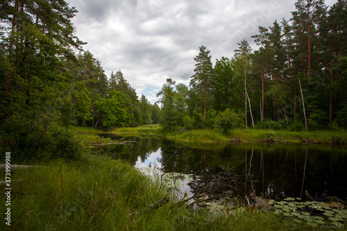river in the forest