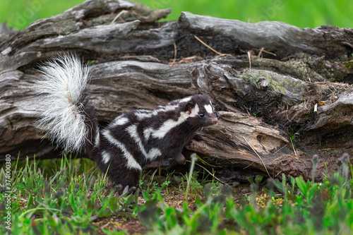 Eastern Spotted Skunk (Spilogale putorius) Looks Out Paw Up on Log Summer