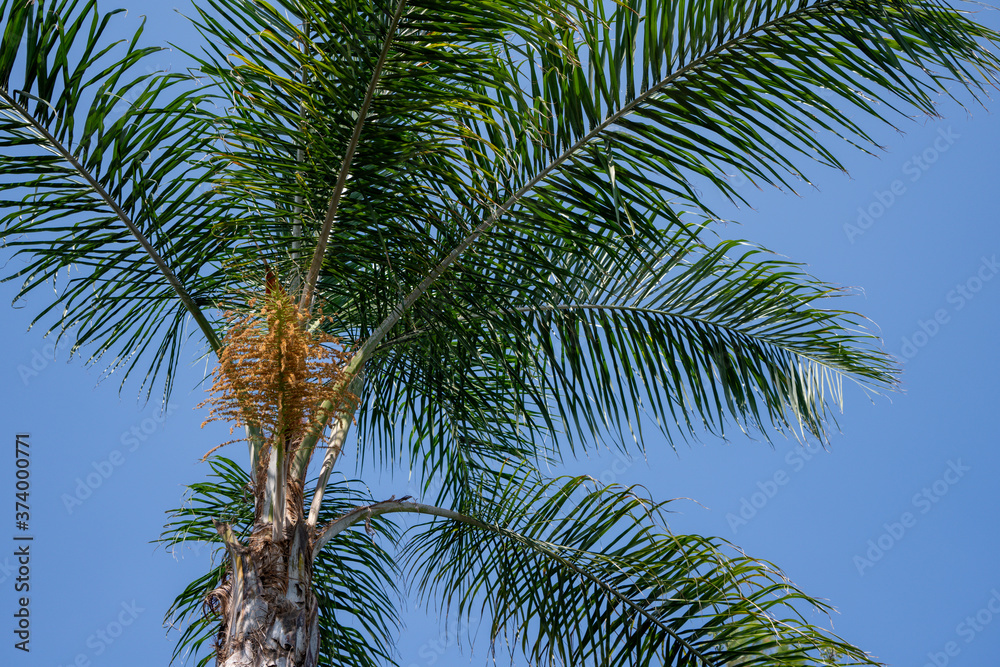Fototapeta premium Beautiful green tree and palm flower, blue sky 