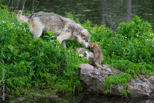 Grey Wolf  Canis lupus  Pups Interact on Island Summer