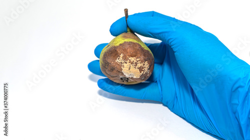 the doctor is holding a rotten pear with mold in his glove. Unhealthy and dangerous food. isolate on a white background.