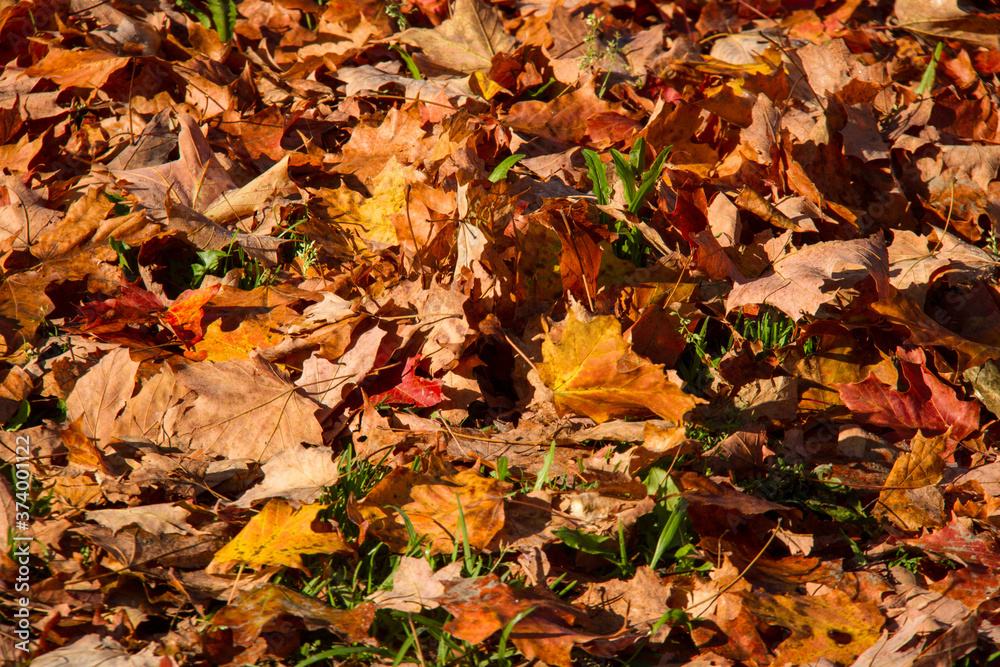 Colorful fallen leaves on the ground