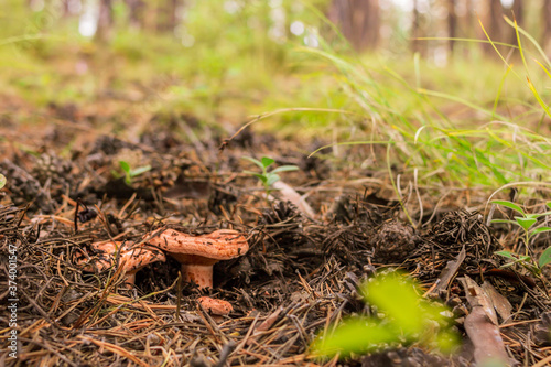 A group of saffron milk cap in the fallen needles and pinecones in the forest, mushroom picking season, selective focus photo