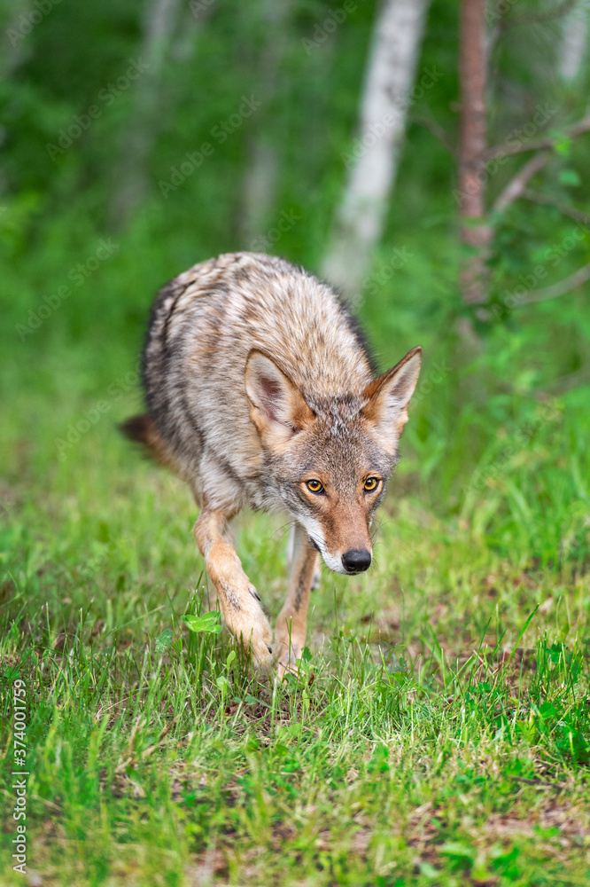 Adult Coyote (Canis latrans) Steps Forward Out of Woods Summer Adult Coyote (Canis latrans) Steps Forward Out of Woods Summer