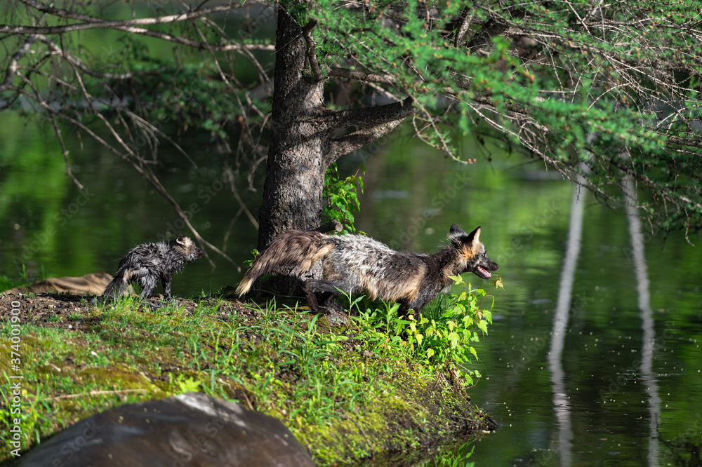 Obraz premium Cross Fox Adult and Kit (Vulpes vulpes) On Island Edge Summer