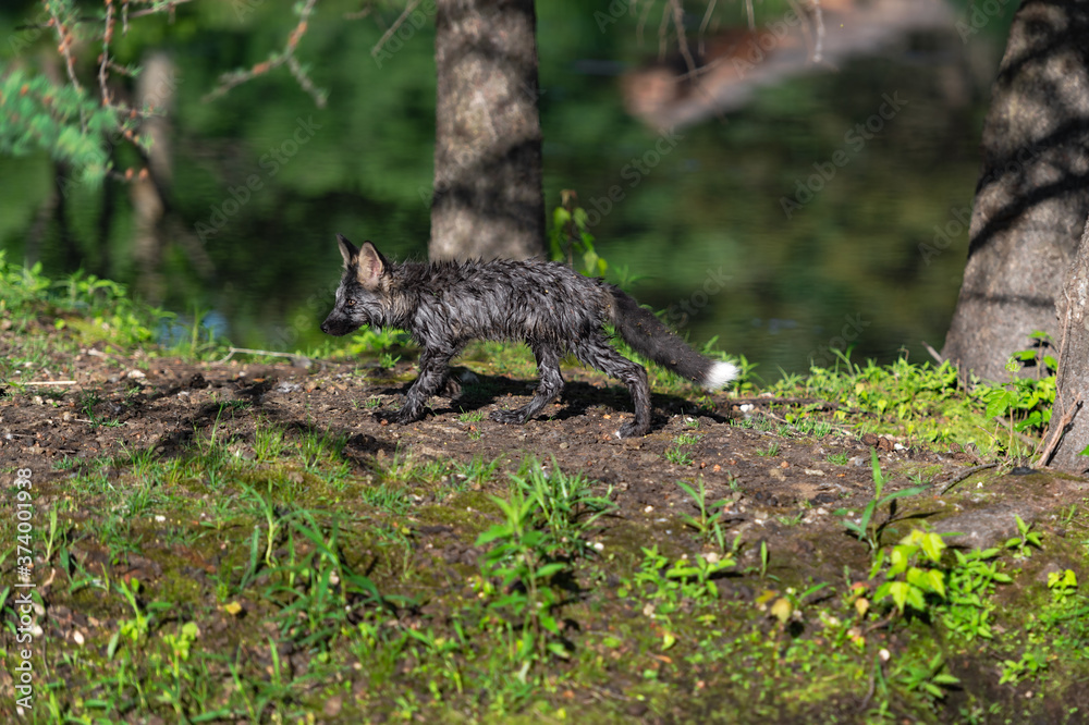 Cross Fox Kit (Vulpes vulpes) Walks Left Along Island Summer Cross Fox Kit (Vulpes vulpes) Walks Left Along Island Summer