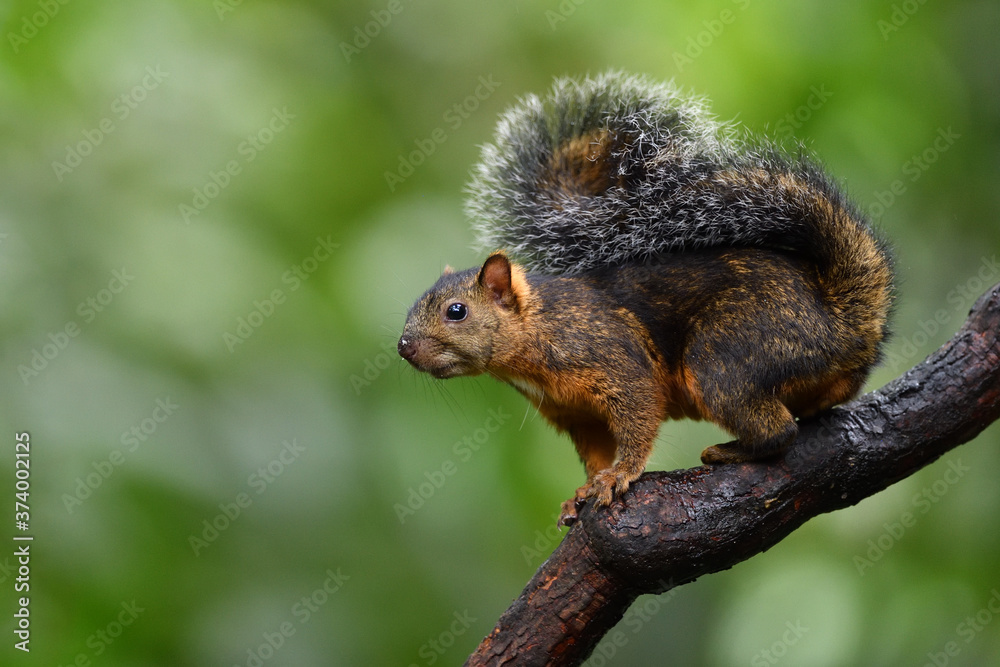 Bangs's mountain squirrel on tree