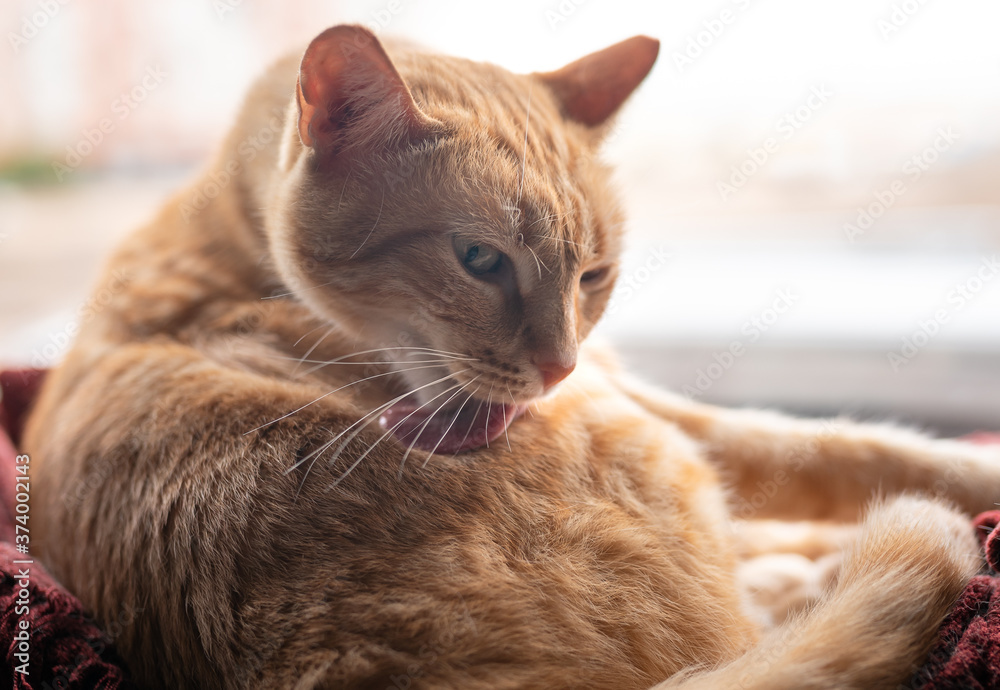 Primer plano de gato atigrado de color marron lamiendo su lomo 