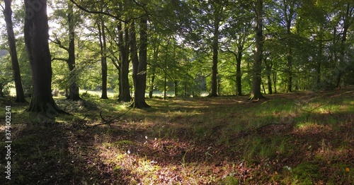 Фотография Panoramic of Irish native woodland, primary forest