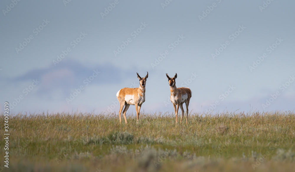 Fototapeta premium Pronghorn