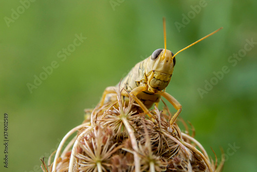 Spur-throated grasshopper photo