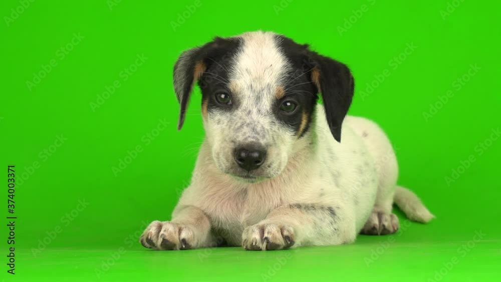puppy dog small fluffy playing on a green background screen 4K video puppy dog small fluffy playing on a green background screen 4K video