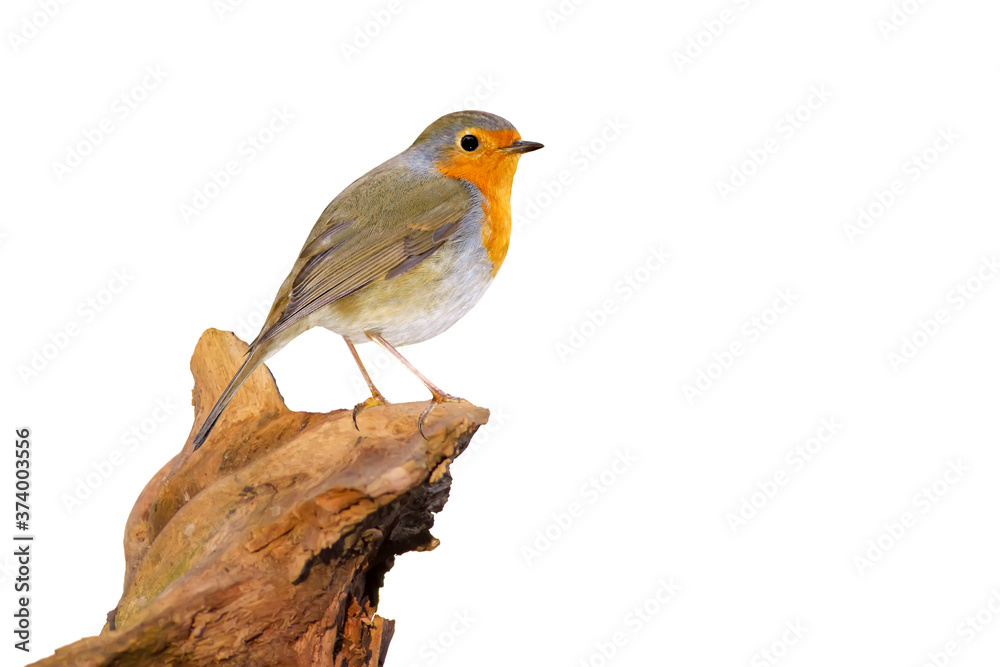 Cute little bird robin. Isolated bird photo. White background. European Robin. Erithacus rubecula.