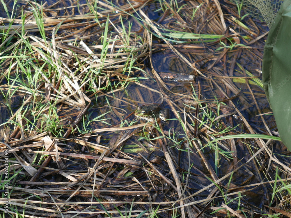 frog in the water of the river. Among the water grass. Summer. frog in the water of the river. Among the water grass. Summer.