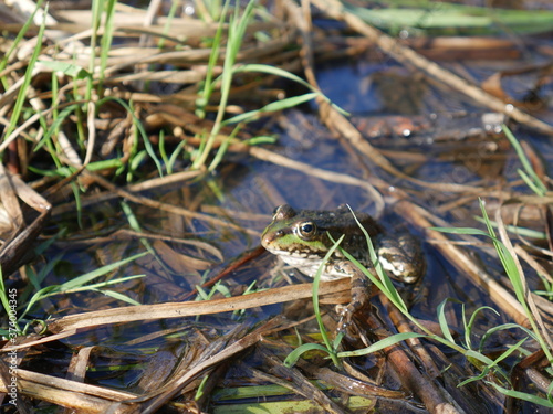 frog in the grass.