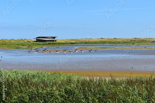 Fotografie, Obraz Flock of mallard ducks landing on water in Norfolk nature reserve