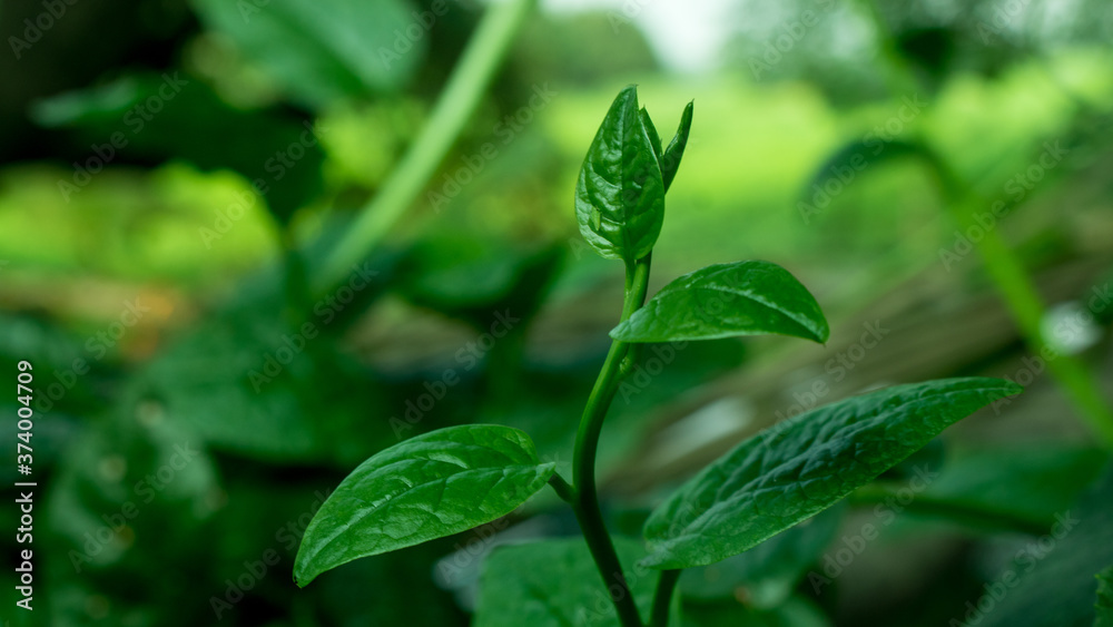 Pui shak or malabar spinach growing up. Basella alba is an edible perennial vine in the family Basellaceae. Pui shak or malabar spinach growing up. Basella alba is an edible perennial vine in the family Basellaceae.