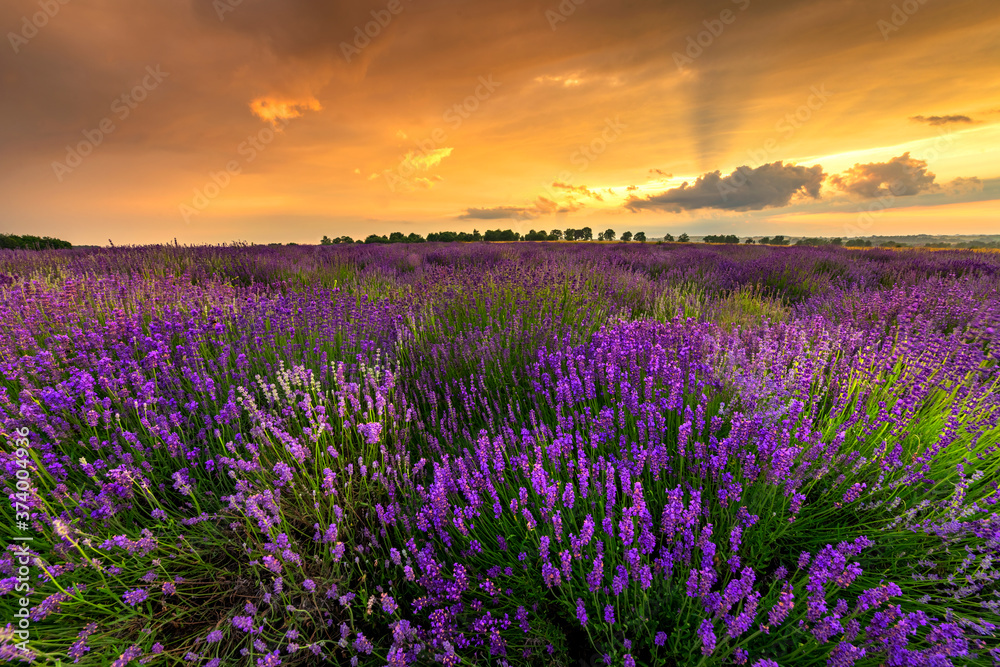 Fototapeta premium Beautiful lavender field sunset landscape