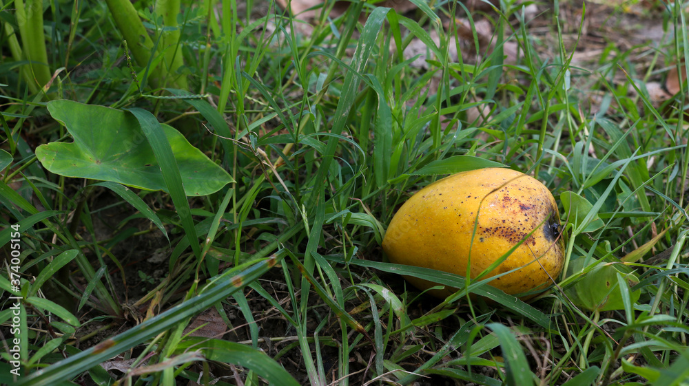 A ripe mango falling from a tree. Enhances the beauty of nature.