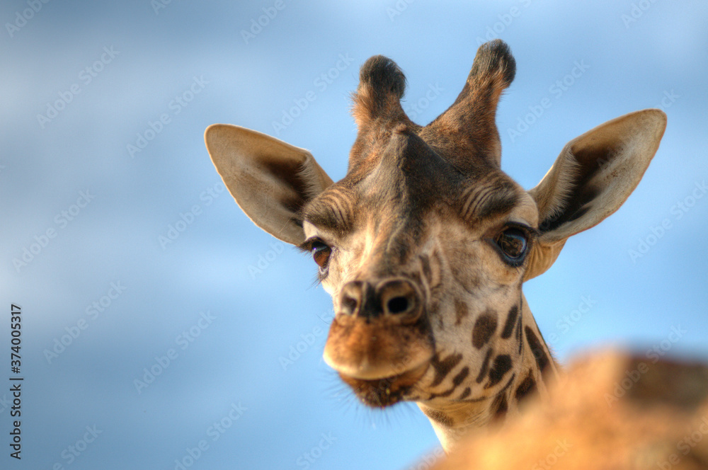 Fototapeta premium girafe