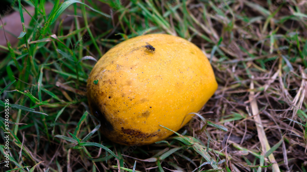 A ripe mango falling from a tree. Enhances the beauty of nature. A ripe mango falling from a tree. Enhances the beauty of nature.