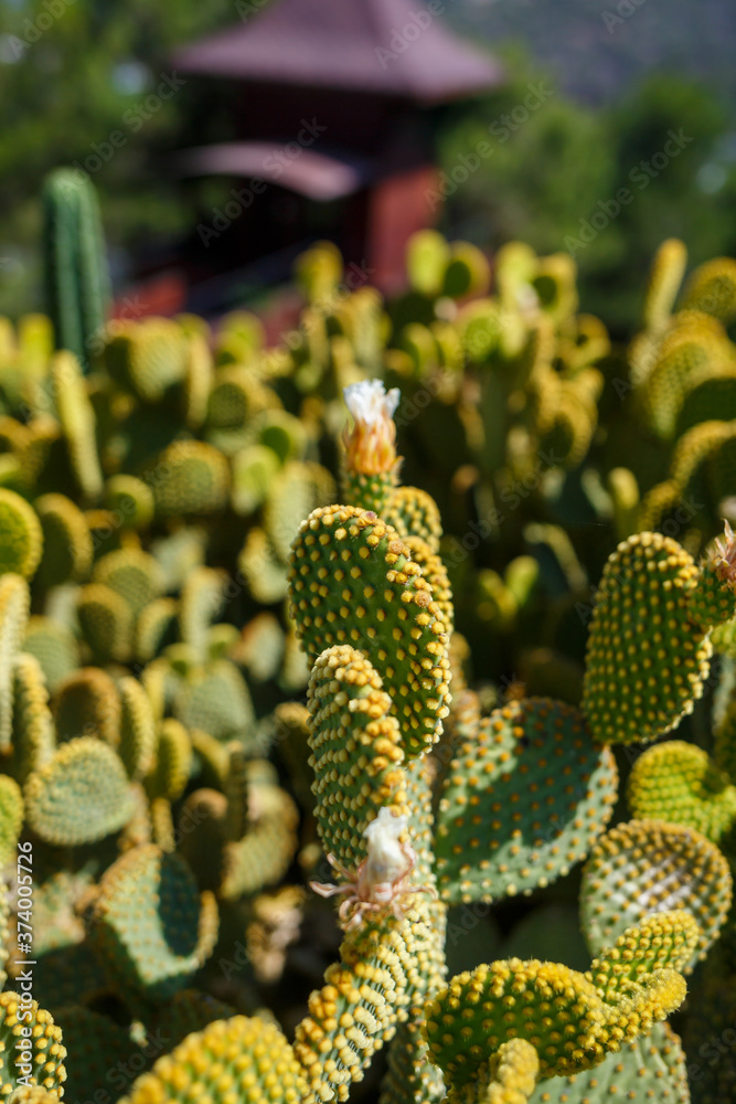 The cactus grows in hot and arid climates. The cactus grows in nature. Large needles of cacti are visible. Green cacti with long needles.