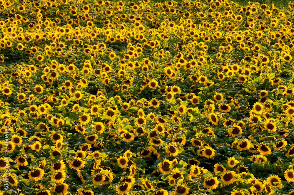 Beautiful view of sunflower field in evening light Beautiful view of sunflower field in evening light