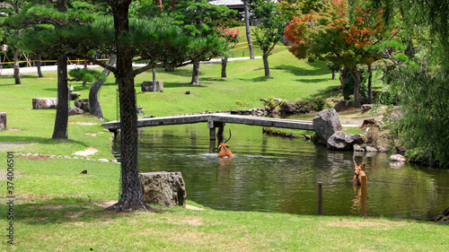 Holy deers in the pond at Historic Nara park in Japan