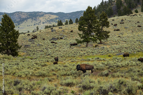 Bison herd in Yellowstone National Park © Martina