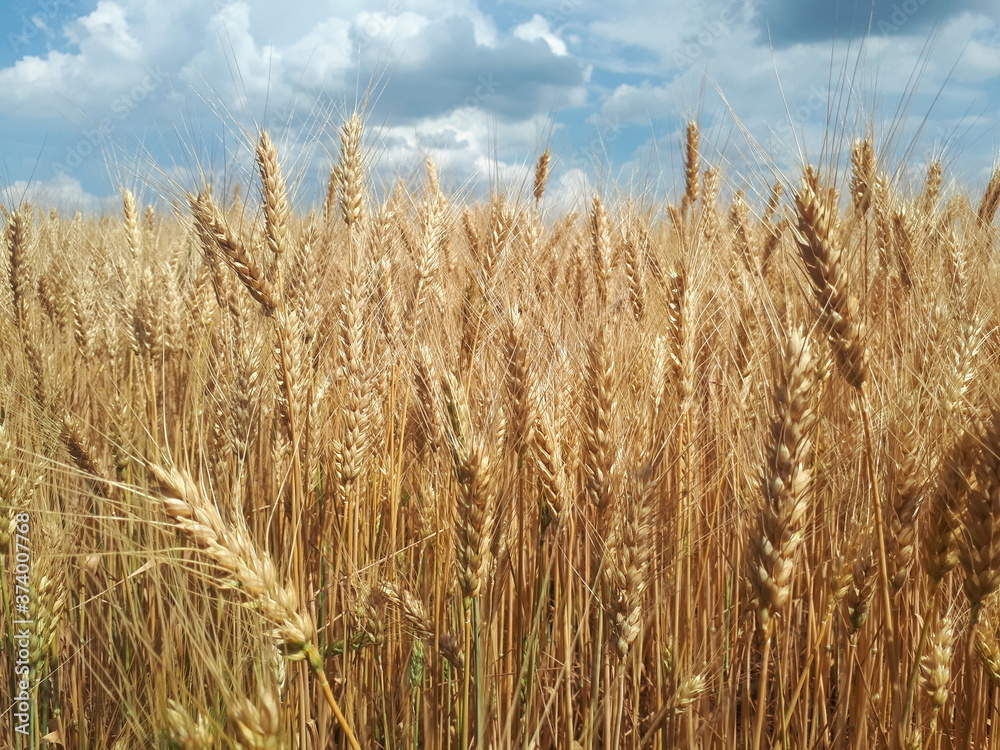 field of wheat field of wheat