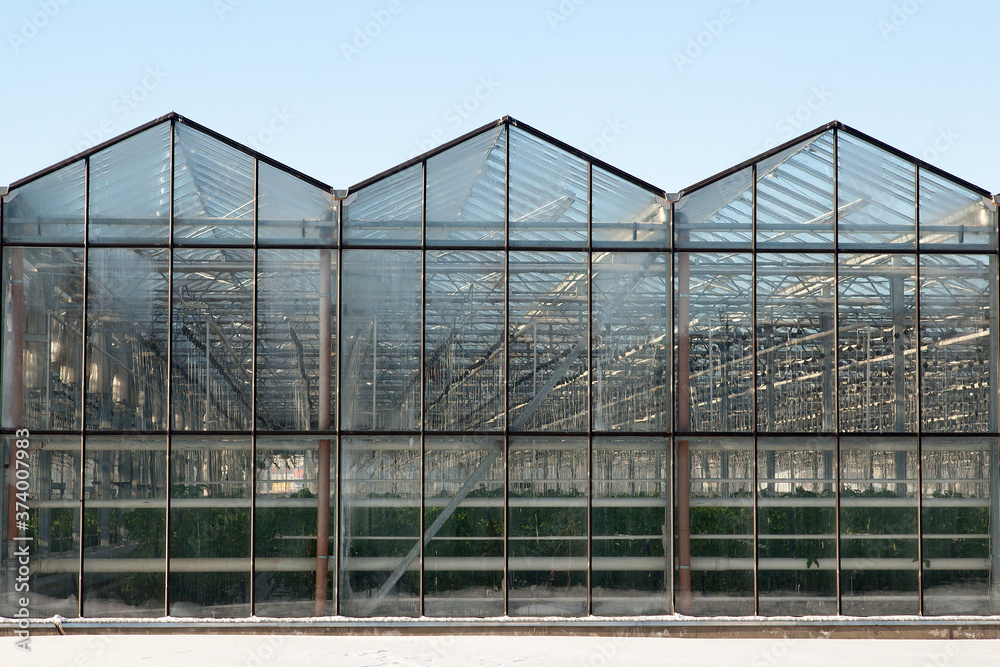 exterior of a large glass industrial greenhouse for growing tomatoes