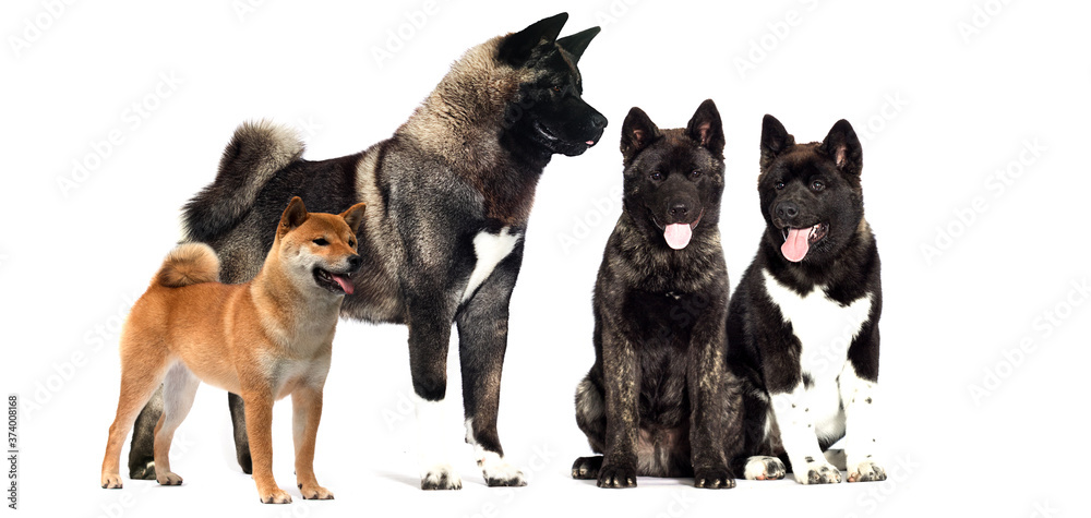 set of dogs on white background