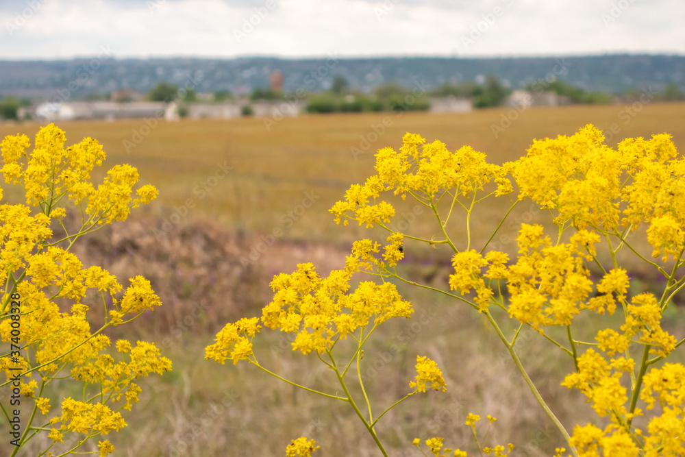 Fototapeta premium Bright yellow wildflowers on the outskirts of a wheat field.
