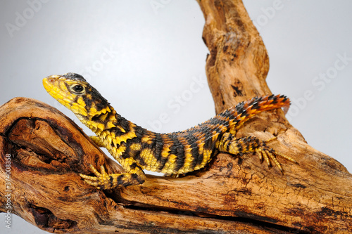 Foto Riesen-Gürtelschweif (Smaug giganteus) / (Cordylus giganteus) - Giant girdled li