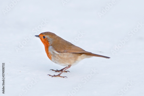 A European Robin on snow covered ground in England, UK.