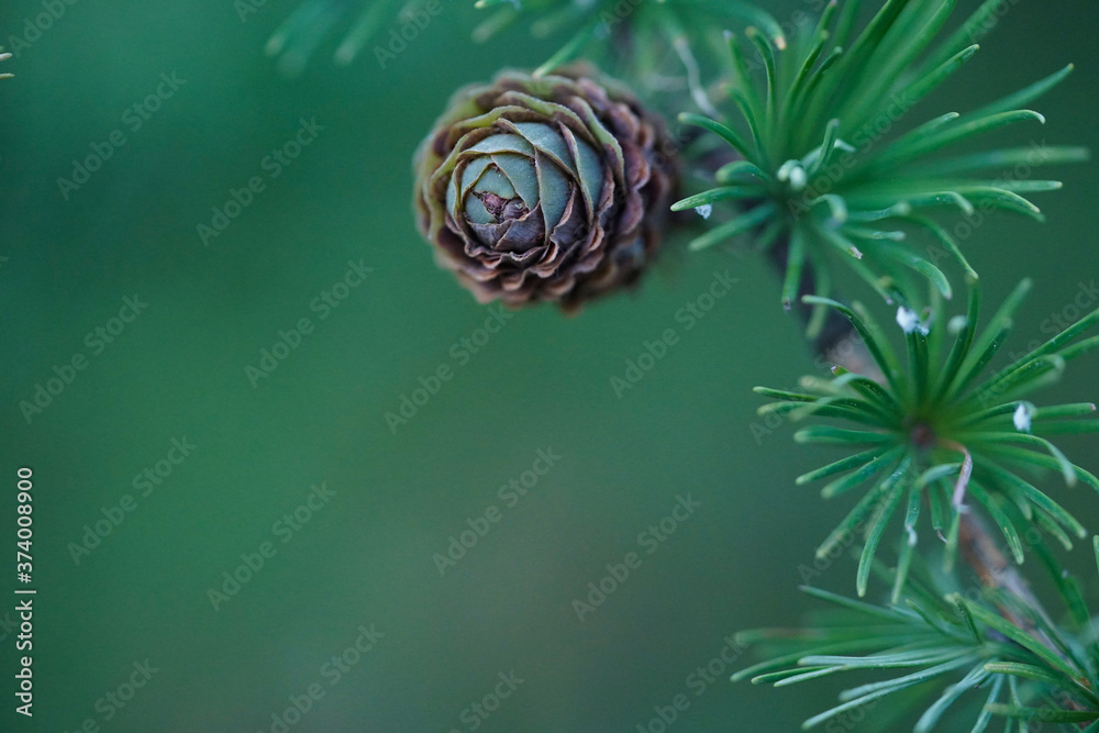 Macro photo of young green fir cones on a branch, selective focus, copy space. Macro photo of young green fir cones on a branch, selective focus, copy space.