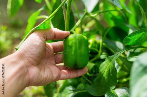 Woman hand holds Growing pepper in a greenhouse