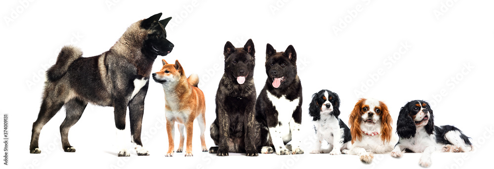 adult dog Akita stands in full growth on a white background