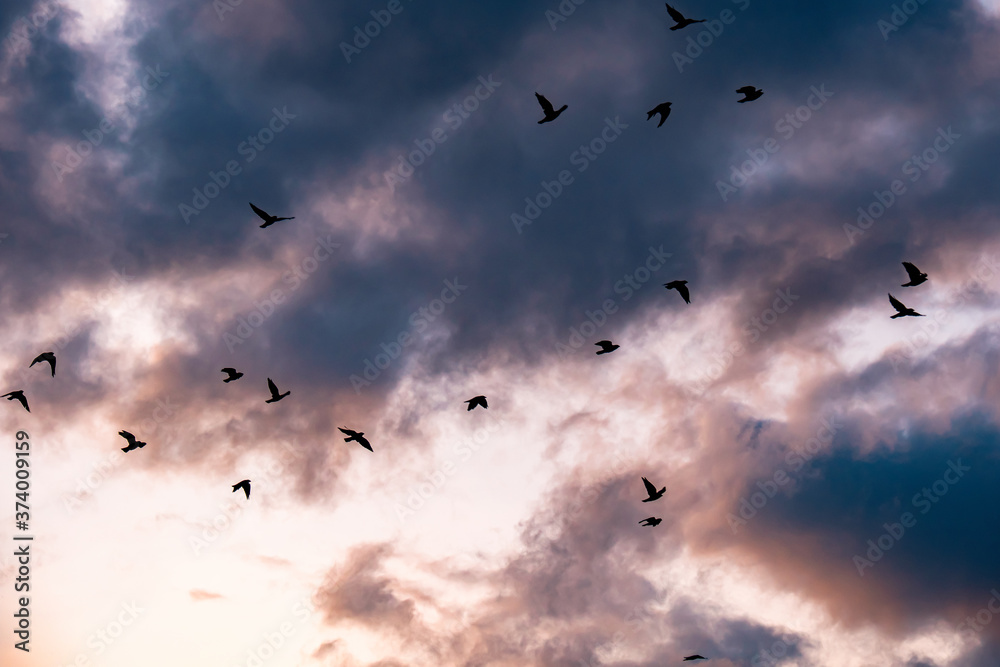 Fototapeta premium silhouette of a flock of flying birds
