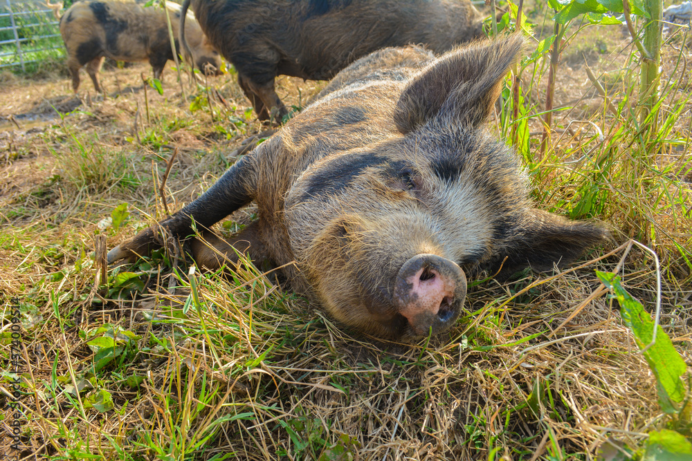 Cute pet kune kune mini pig laying down in a field on a farm Cute pet kune kune mini pig laying down in a field on a farm