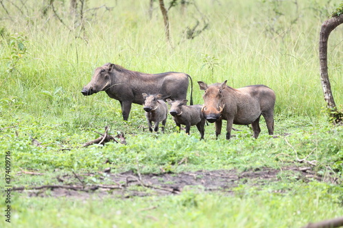 Family of warthogs