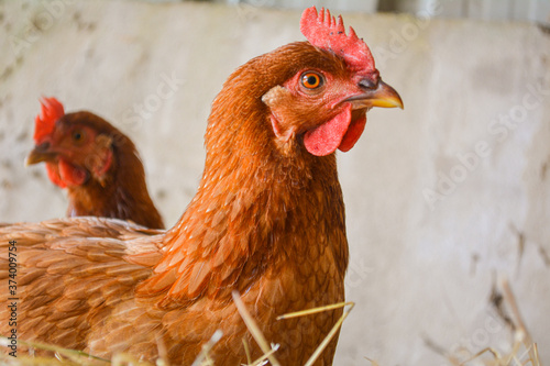 Close up of the head of a brown egg laying free range rhode island red chicken