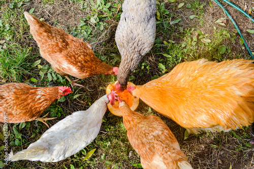 Photos A flock of free range chickens pecking some pumpkin treat in a field