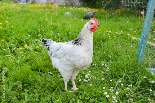 Cute young free range light Sussex chicken or rooster standing in a field next to a chicken coop photo