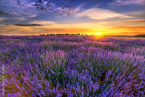 Beautiful lavender field sunset landscape photo