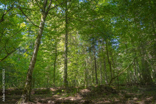 Inhabited ancient forest, Poland, Bialowieza