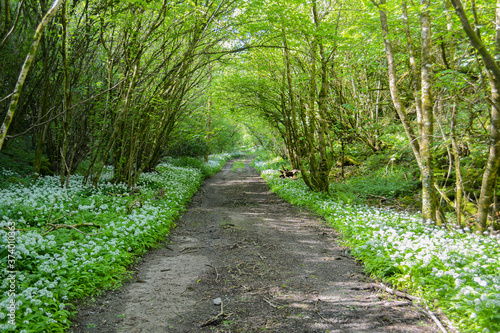 Woodland country lane with wild garlic at the roadside