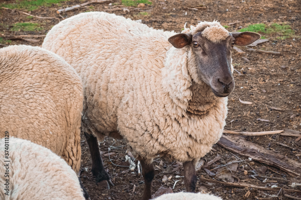 Ganadería ovina. Ovejas alimentándose. Animales de granja. Ganadería ovina. Ovejas alimentándose. Animales de granja.