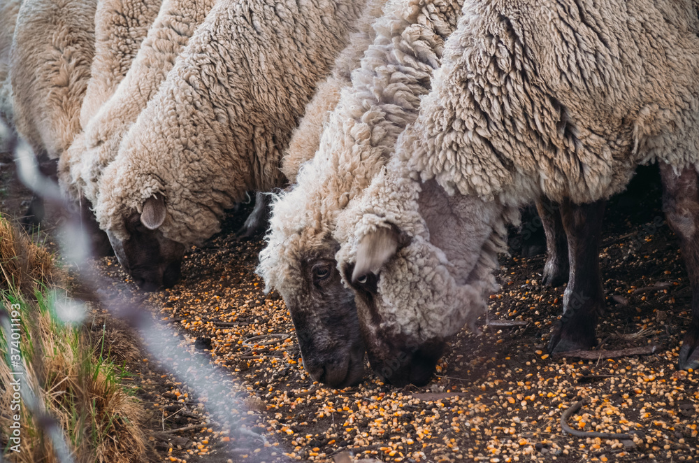 Ganadería ovina. Ovejas alimentándose. Animales de granja. Ganadería ovina. Ovejas alimentándose. Animales de granja.